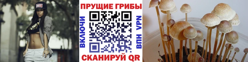 Псилоцибиновые грибы Cubensis  Мариинск 